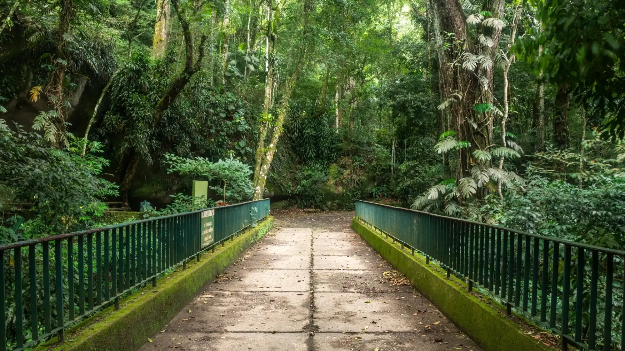 A bridge in Tijuca National Park surrounded by the forest's lush greenery.