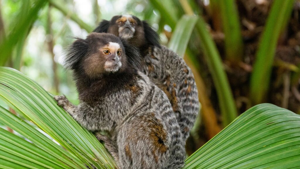 Two marmosets with bushy tails and white facial markings perched on a large green leaf in the Tijuca Forest, surrounded by tropical vegetation.