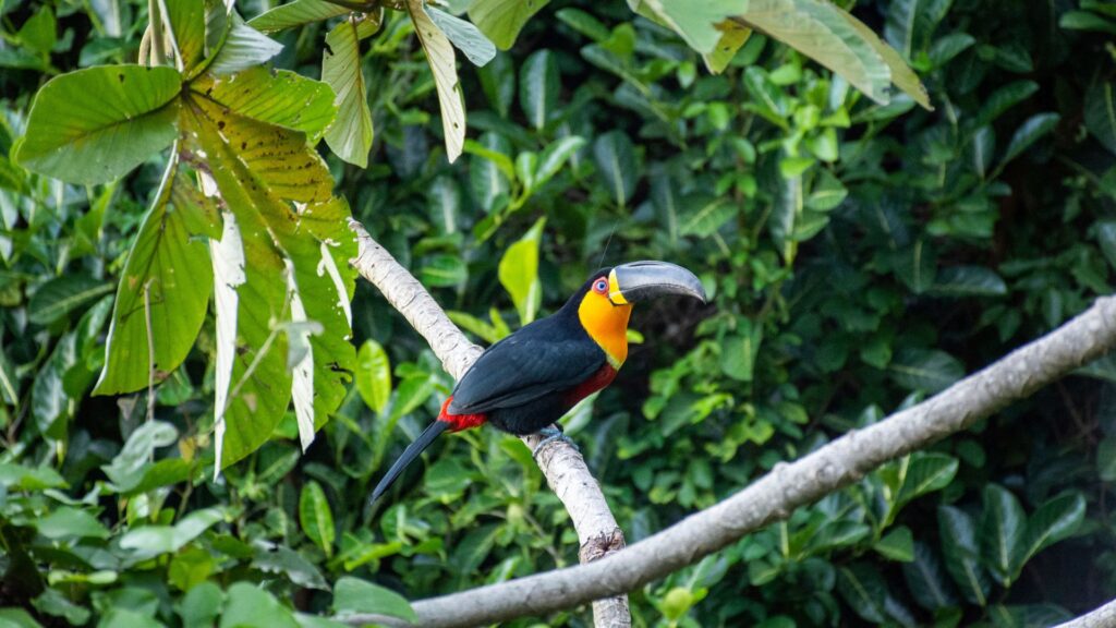 Toucan with a vibrant yellow and orange throat and large black beak perched on a branch amid green foliage in Tijuca Forest, Rio de Janeiro.