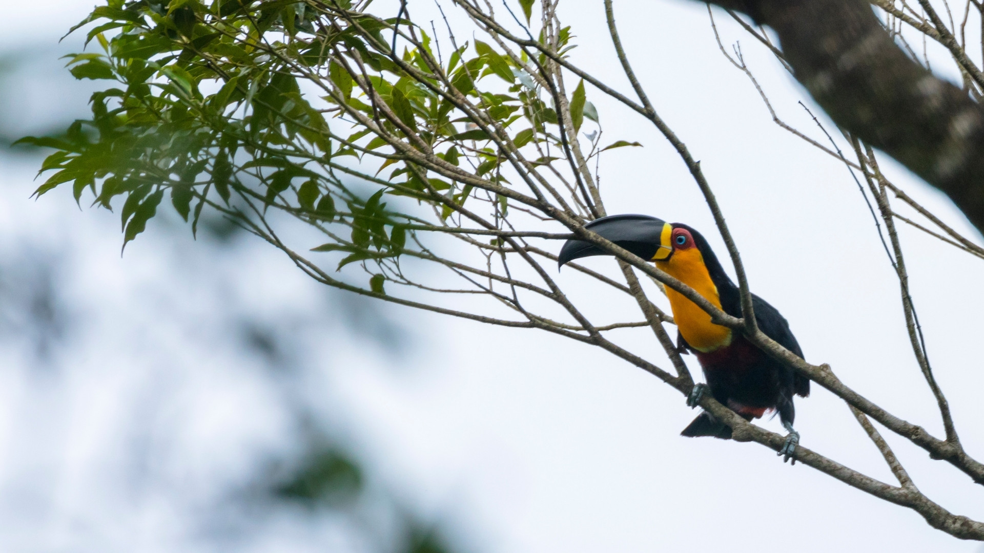 Toucan from Tijuca National forest. A toucan perched on a tree branch in Tijuca National Forest, showcasing its vibrant beak and glossy black and yellow feathers against the lush green foliage.